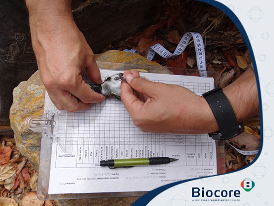 Biodiversidade